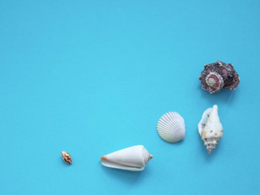 Mavi arka planda deniz kabukları. Denizciler. Düz yatıyordu