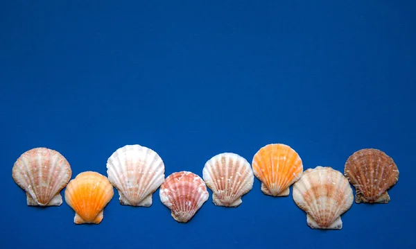 Conchas marinas sobre un fondo azul — Foto de Stock