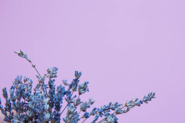 Pembe arka planda lavanta çiçekleri. Yan görünüm