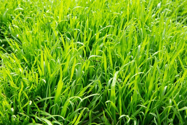 Natürlicher grüner Hintergrund mit Gras — Stockfoto
