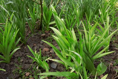 Çimenli doğal soyut yeşil arka plan. Yan görünüm