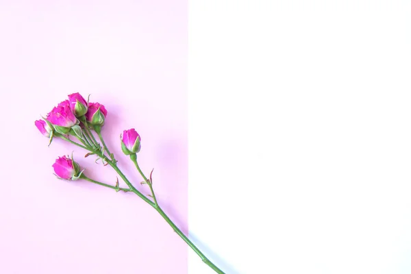 Flores sobre un fondo de color —  Fotos de Stock