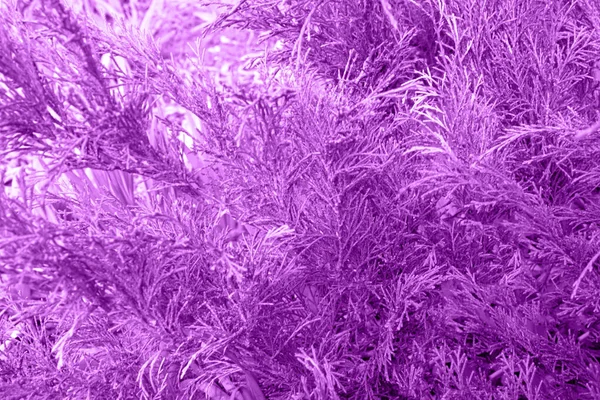 Natürliche Abstrakte Violette Hintergrund Mit Gras Seitenansicht — Stockfoto