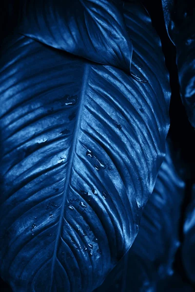 잎에 물 한 방울 — 스톡 사진