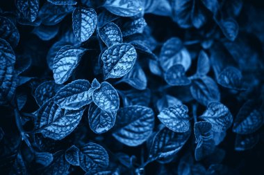Mavi parlak bitki