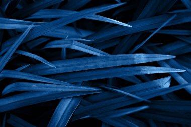 Uzun yaprakları ile çim