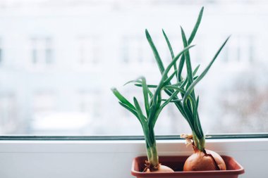 Green onions grown