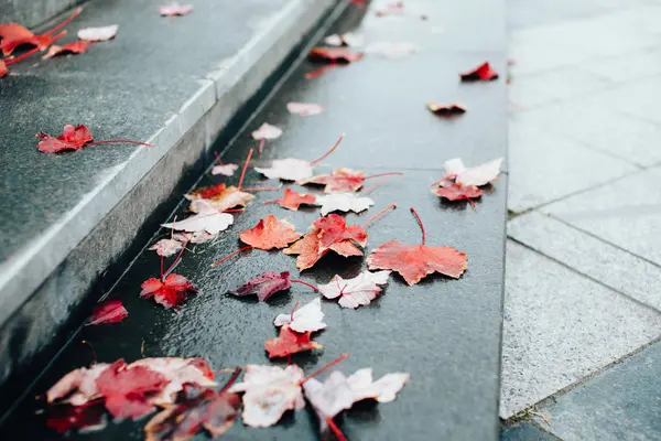 Autumn foliage on the steps — Stock fotografie