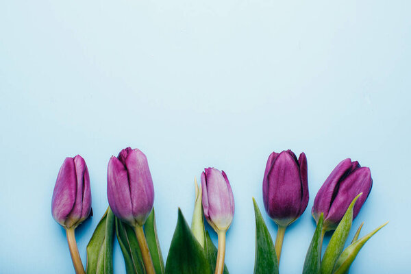 Bouquet of violet tulips