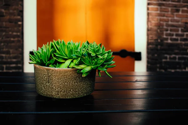 Suculenta sobre una mesa de madera — Foto de Stock