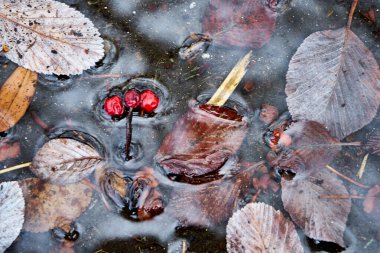 Sonbahar yapraklı ve kırmızı böğürtlenli bataklık. Kapat.