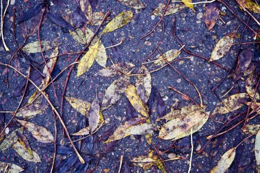 Sonbahar yaprakları arka plan. Kapat..