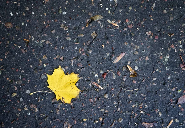 Background with yellow autumn leaf on the road. Copy space, close up — Stock Photo, Image