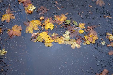 Sonbahar yapraklı bataklık. Uzayı kopyala Kapat..
