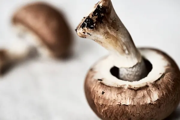 Mantarlarla çözünmüş arka plan. Taze koparılmış mantarlar.