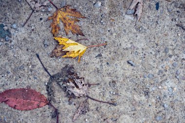 Sonbahar yaprakları yola dökülmüş arka plan. Kapatın. Boşluğu kopyala