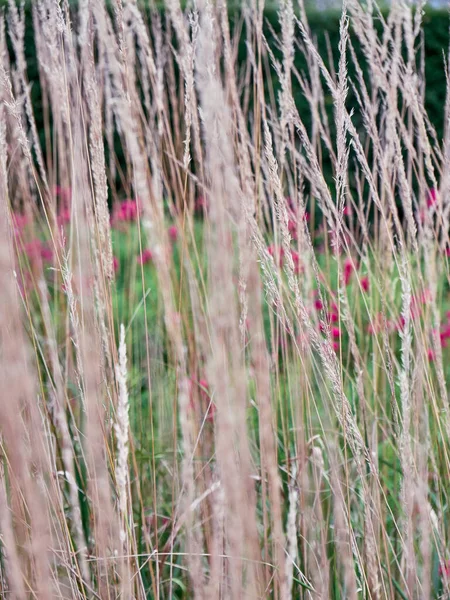 Defocused φόντο με το φθινόπωρο γρασίδι και λουλούδια — Φωτογραφία Αρχείου
