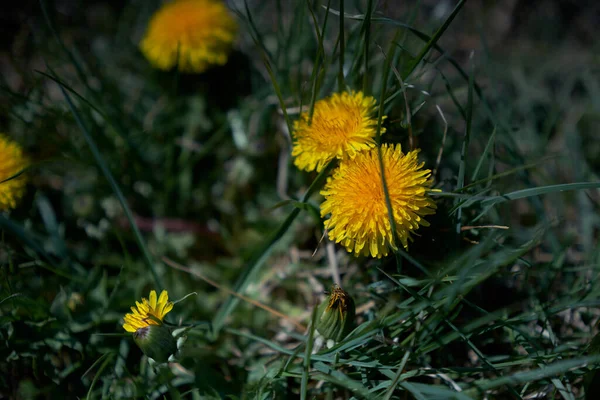Dandelions. Dark background with dandelions in sunlight closeup — Stock Photo, Image