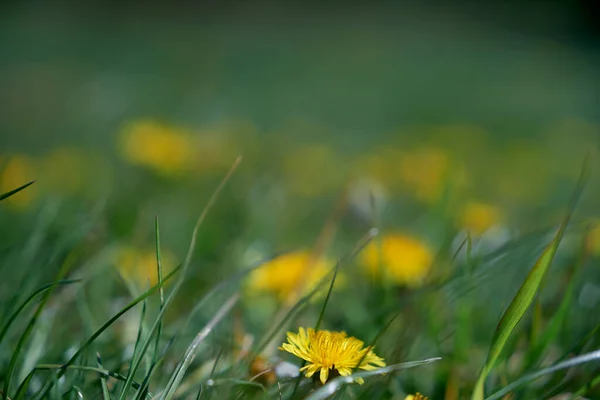 Defocused dandelion background. Spring time. Close up — Stock Photo, Image
