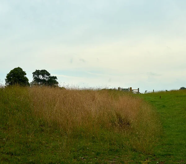 Vista para o céu com prado e pássaro — Fotografia de Stock