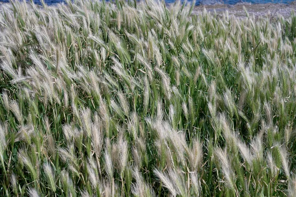Ocean coastal grass background. Close up — Stock Photo, Image