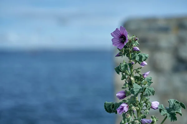 Rozmazané pozadí s přímořskou pobřežní květinou. Selektivní zaměření na květinu — Stock fotografie