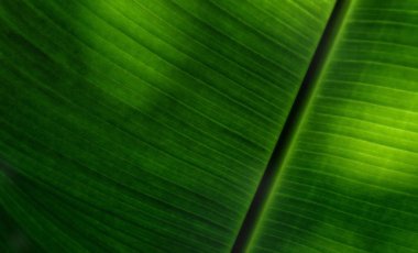 Muz yaprak yumuşak odak