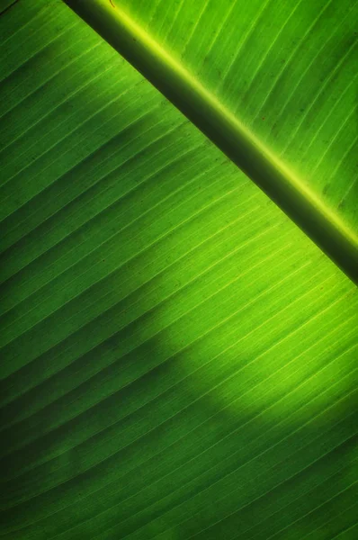 Closeup banana leaf texture