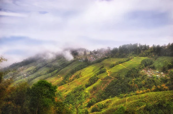 Paisaje de plantación de té en la montaña en Darjeeling —  Fotos de Stock