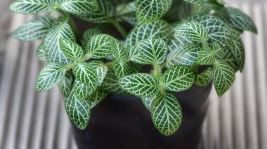 Oluklu kağıt arka plan ağaçta