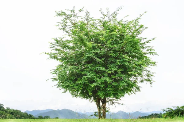 Grönt träd i skogen — Stockfoto