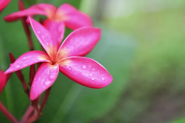 Closeup impala lily — Stock Photo, Image