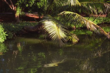 Bang Kachao (akciğer Bangkok) Tayland