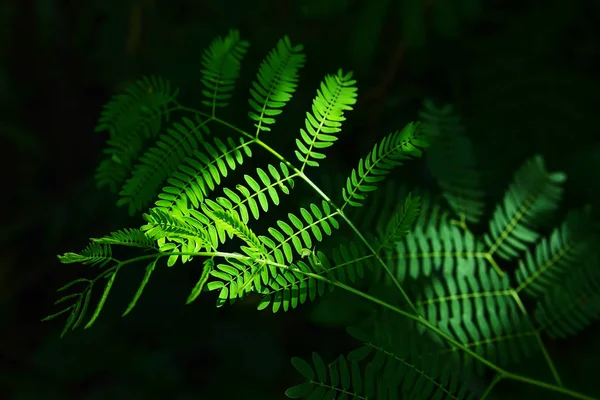 Feuilles vertes sur fond noir — Photo