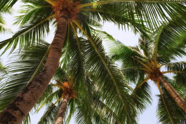Hindistan cevizi hurma ağaçlarından gövde treetop, yaz tatil kavramı ve solucanlar gözler fikir görüntülemek mutlu kapatın