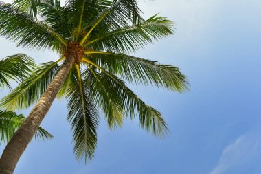 Hindistan cevizi hurma ağaçlarından gövde treetop, yaz tatil kavramı ve solucanlar gözler fikir görüntülemek mutlu kapatın