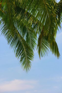 Bulutlu gökyüzü arka plan, mutlu yaz tatil kavramı üzerine Hindistan cevizi hurma yaprakları