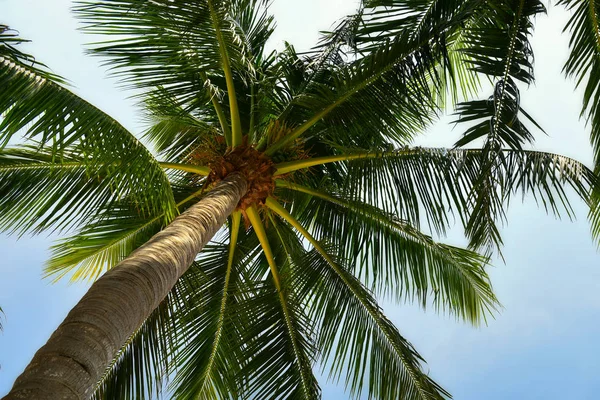 Hindistan cevizi hurma ağaçlarından gövde treetop, yaz tatil kavramı ve solucanlar gözler fikir görüntülemek mutlu kapatın