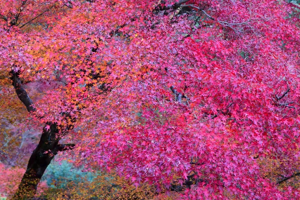 Japanischer Roter Ahorn Mit Herbstzeit — Stockfoto
