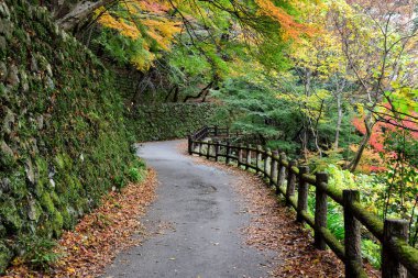 Japonya, Arashiyama 'daki akçaağaç ağacıyla dağda güzel bir yürüyüş yolu.