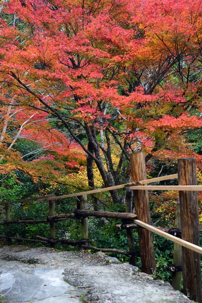 Przejście Daihikaku Senkoji Świątyni Klonami Arashiyama Japonia — Zdjęcie stockowe