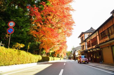 Koyasan, Japonya - 20 Kasım 2019 Koyasan kasabası sonbahar mevsiminde güzel Japon akçaağaç ağaçları