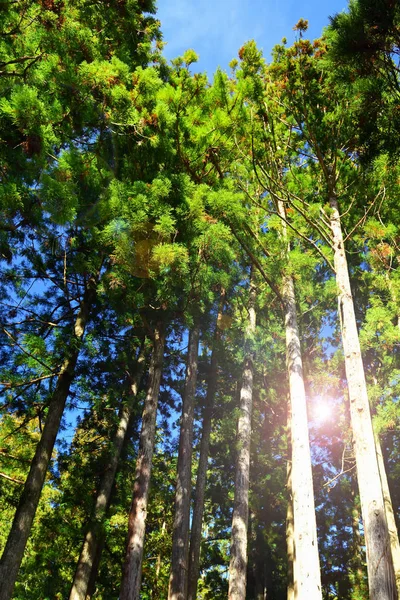 Cedar tree in the park