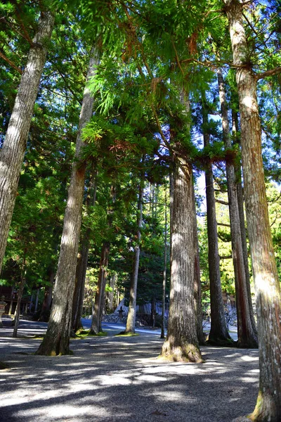 Cedar tree in the park in Koyasan, Japan