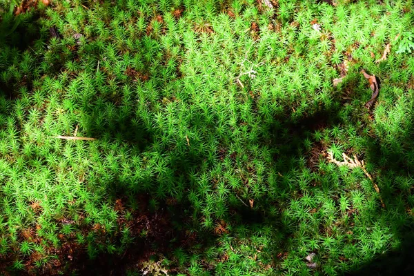 Pattern forest plant life with sunlight in the forest in Koyasan, Japan