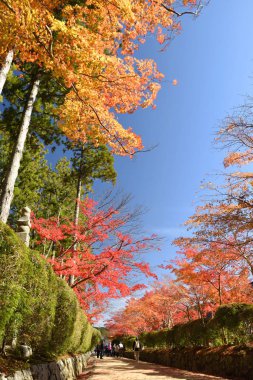 Koyasan, Japonya - 20 Kasım 2019: Koyasan, Japonya 'daki Danjo Garden Kompleksi' nin parkındaki patika