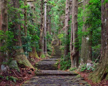 Japonya, Wakayama 'daki Kumano Kodo Daimonzaka yamacına giden yol.
