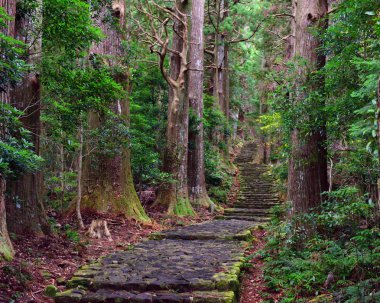 Japonya, Wakayama 'daki Kumano Kodo Daimonzaka yamacına giden yol.