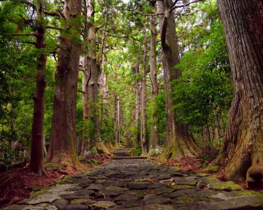 Japonya, Wakayama 'daki Kumano Kodo Daimonzaka yamacına giden yol.
