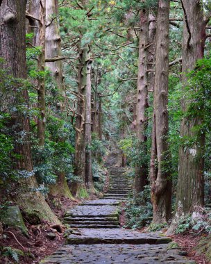 Japonya, Wakayama 'daki Kumano Kodo Daimonzaka yamacına giden yol.